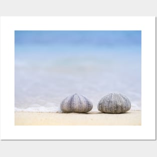 Sea Urchin Shell Posters and Art